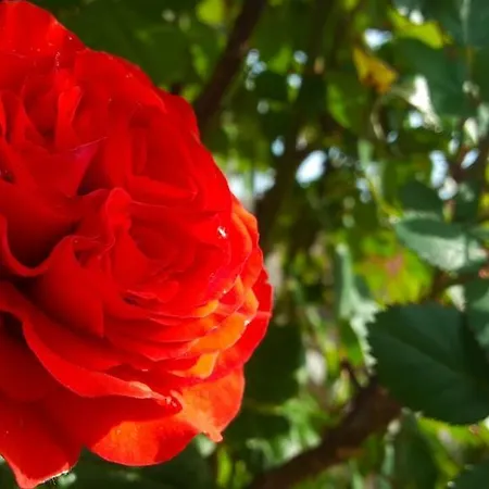 Sladja Apartament Szybenik